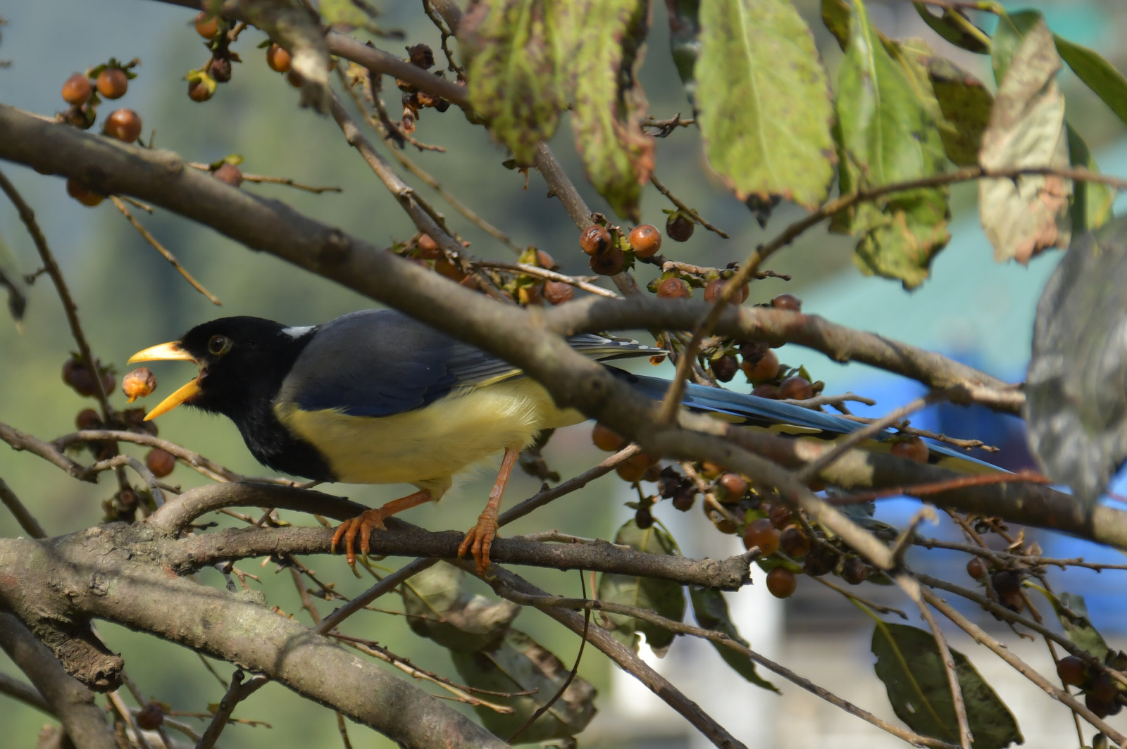 image Yellow-billed Blue-Magpie